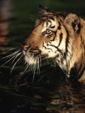 Bengal Tiger, Panthera Tigris, Endangered Species