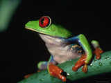 Red Eyed Tree Frog (Agalychnig Callidaras)