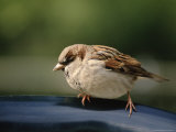 Buy Sparrow, Central Park, Nyc at AllPosters.com