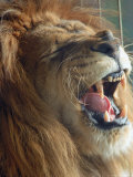 Close-up of Lion Yawning