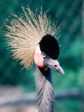 Crowned Crane, Balearica Pavonia, Zoo, Mendon, MA