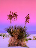 Pink Morning Sky with Yucca