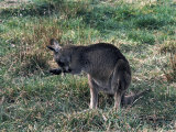 Kangaroo Licking its Paw, Australia