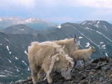 Mountain Goats, Western Wyoming