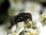 Buy Flesh Fly, Sarcophaga Spp at AllPosters.com