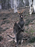 A Kangaroo and its Suckling Joey, Australia