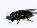 Buy Flesh Fly, Sarcophaga Spp at AllPosters.com