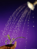 Buy Water Pouring Onto Plant in Hand at AllPosters.com