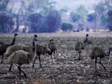 A Flock of Emus at Dawsons Valley,Queensland