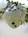 Wasps in a Wasp's Nest