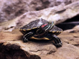Red Eared Slider, Trachemus Scripta Elegans