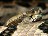 Buy Timber Rattlesnake, Crotalus Horridus at AllPosters.com