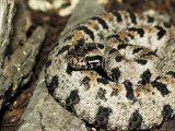 Buy Western Pigmy Rattlesnake, Sistrurus Miliarius at AllPosters.com