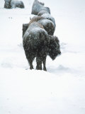 American Bison, Buffalo