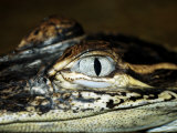 Buy American Alligator, Alligato Mississippiensis at AllPosters.com