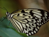 Butterfly on Leaf