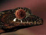Buy Leaftailed Gecko, Uropltus Phantasticus at AllPosters.com