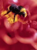 Dahlia, Genus Dahlia, Bumblebee, Genus Bombus