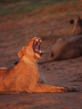 Buy Lion, Panthera Leo, Phinda Game Reserve at AllPosters.com