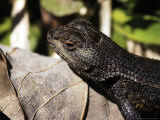 Buy Fence Lizard, Sceloprus Undulatus at AllPosters.com