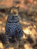 Kenya, Africa, Leopard, Panthera Pardus