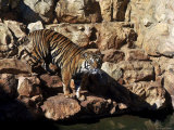An Indian Tiger