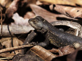 Buy Fence Lizard, Sceloprus Undulatus at AllPosters.com