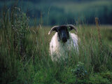 Buy Country Side Ram, Ireland at AllPosters.com