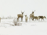 Buy Curious Caribou, Rangifer Tarandus, Churchill, MB at AllPosters.com