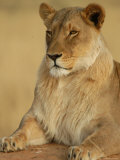 Lions, Namibia, Africa
