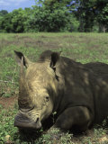 Rhinoceros