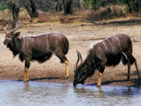 Nyala Bulls at Waterhole