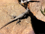 Buy Fence Lizard, Sceloporus Undulatus at AllPosters.com