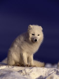 Arctic Fox, Winter Pelage, Alopex Lagopus