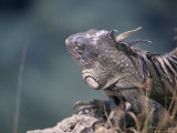 Green Iguana, Bonaire