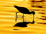 Avocet Silhouette at Sunrise
