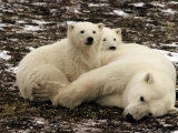 Buy Polar Bear, Mother and Cubs, Ursus Maritimus at AllPosters.com