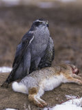 Northern Goshawk, Accipiter Gentilis