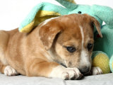 Puppy Covered with Stuffed Animal Toy