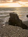 Muriwai Beach, Gannet Colony