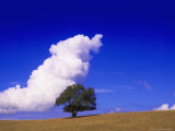 Buy Tree and Cloud, Atlantic Wood at AllPosters.com