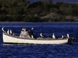 Kangaroo Island, Cormorants Perched on Boat