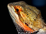 Buy Collared Dragon at AllPosters.com