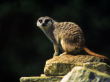 Adult Meerkat Standing on Rock