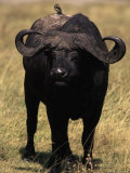 African Buffalo, Syncerus Caffer