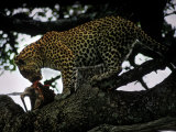 A Leopard Eating a Gazelle