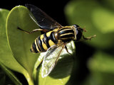 Buy American Hover Fly, Metasurphus Americanus at AllPosters.com