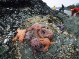Buy Tourist Inspect Tidal Life, Vancouver Island at AllPosters.com