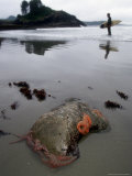 Buy Rock Lined with Sea Stars, Pisaster Ochraceus at AllPosters.com