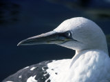 Head of Gannet Bird, Lundy Isle, Devon, UK